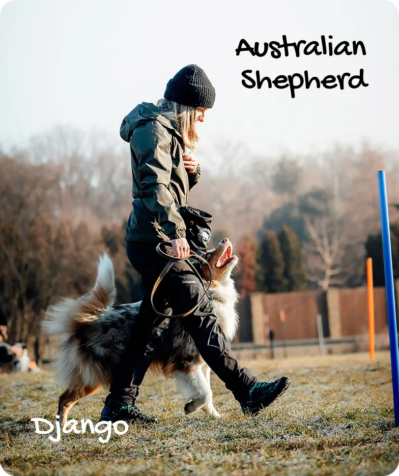 Django - Australian Shepherd