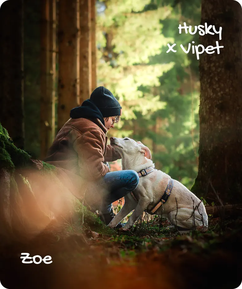 Zoe - Husky x Vipet